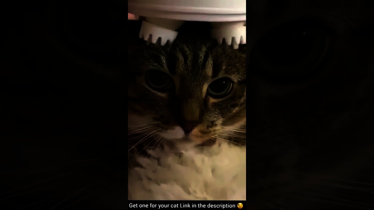 OMG!! HOW he's so calm🥰😻Try Not To Laugh - Best Cats | Funny Cats Life | Pet Lover's Zone #shorts