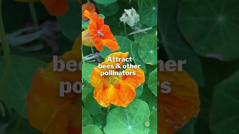 8 Reasons to Grow NASTURTIUMS