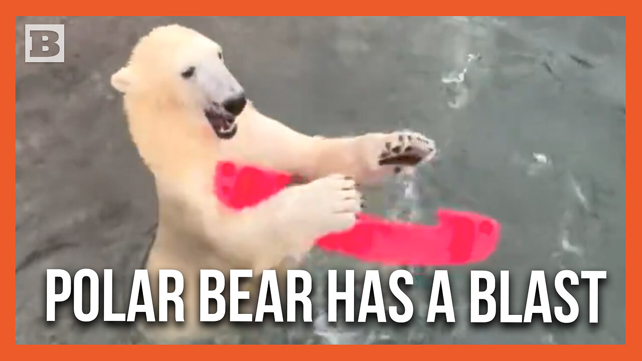 Adorable Polar Bear Plays in the Water at Washington Zoo