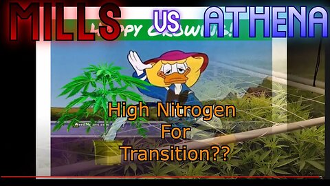 Nitrogen in Flower? High Nitrogen For Transition? Free Environment Schedule Template! Day 7