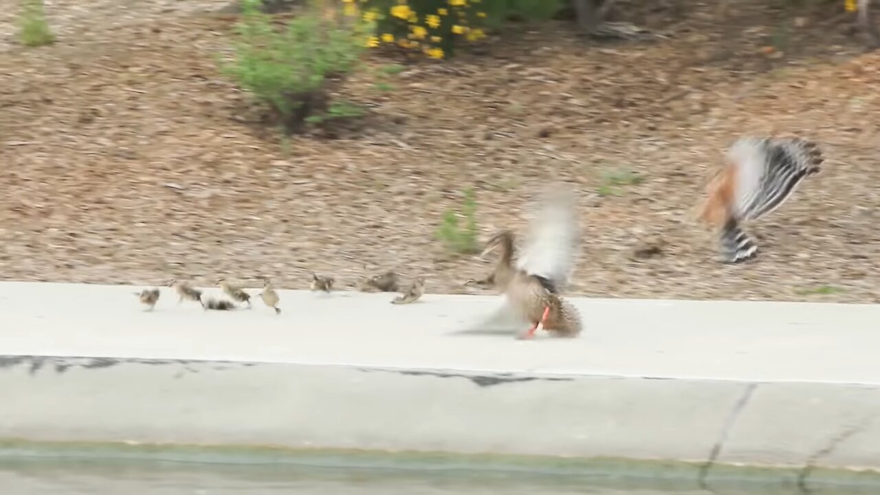 Hawk Vs Duckling!