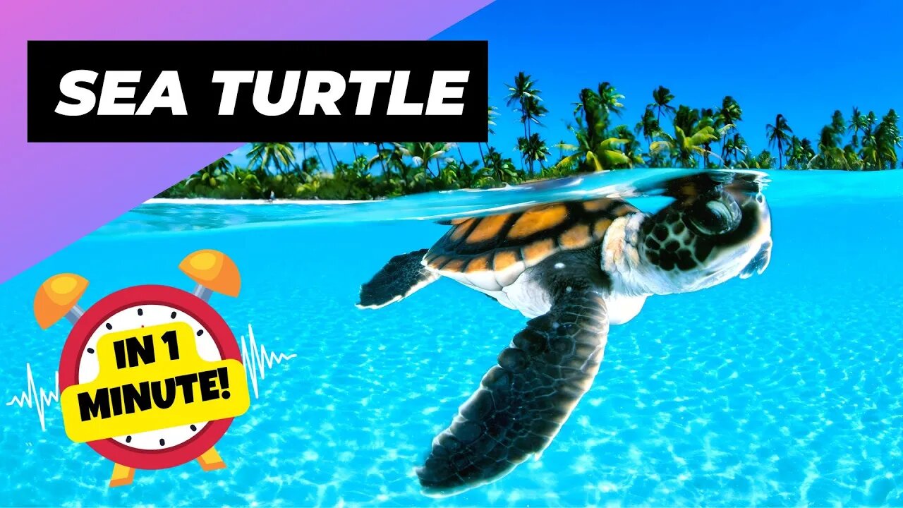 Sea Turtle - In 1 Minute! 🐢 One Of The Most Beautiful Sea Creatures | 1 Minute Animals