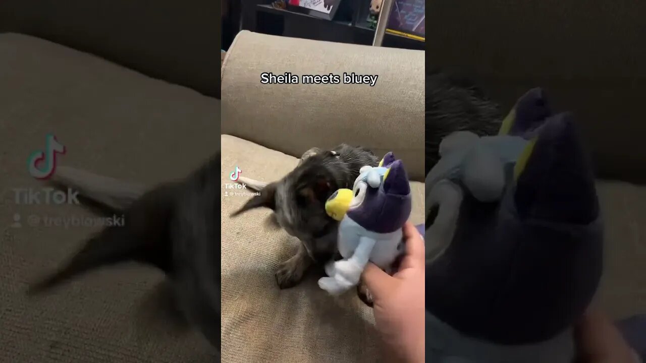 Shiela meets bluey