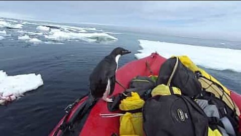 Penguin jumps into boat to say hi!