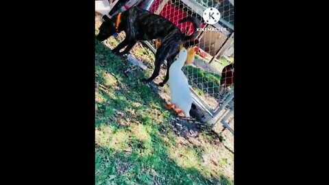 Dog and Duck funny video