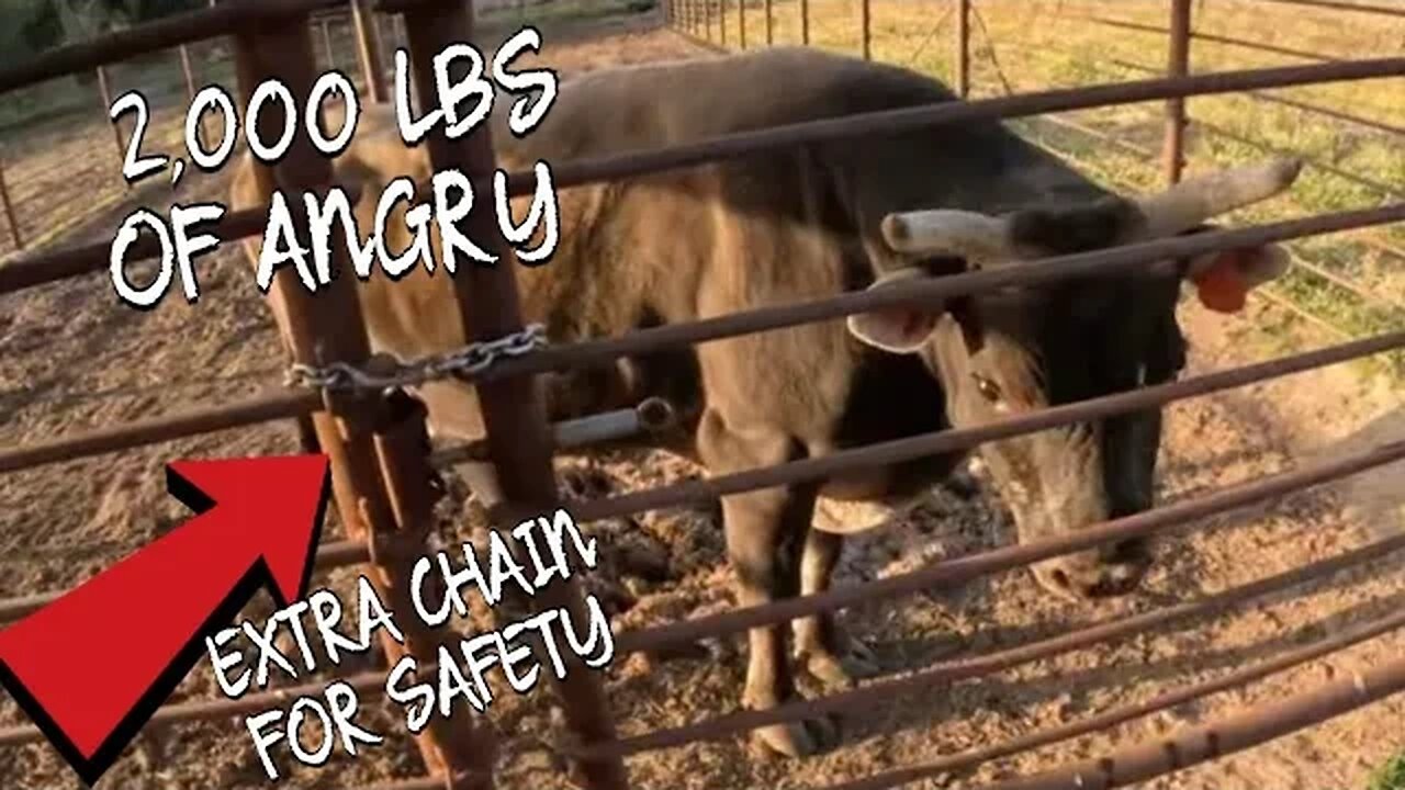 You Won't Believe How This Bull Reacted to Meeting New Steers!