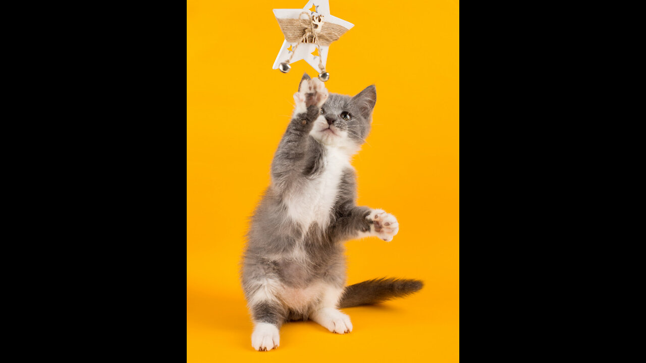 funny kitten in action