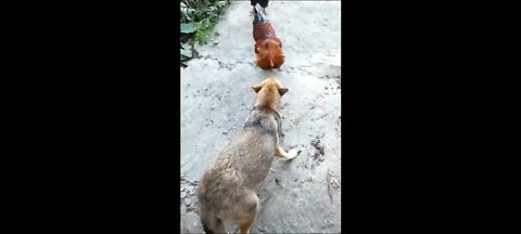 Chicken vs Dog Fight Complication - Chicken vs Dog