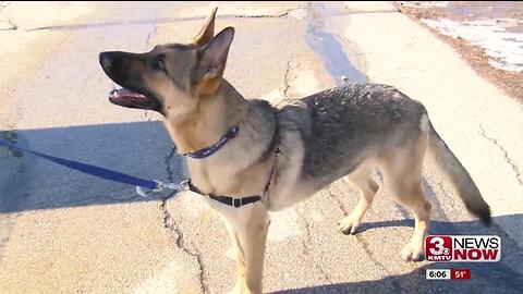 Certain peanut butters harmful for dogs