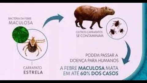 Cuidado com Febre Maculosa, não tem tratamento não tem remédio e mata rápido ! carrapato estrela