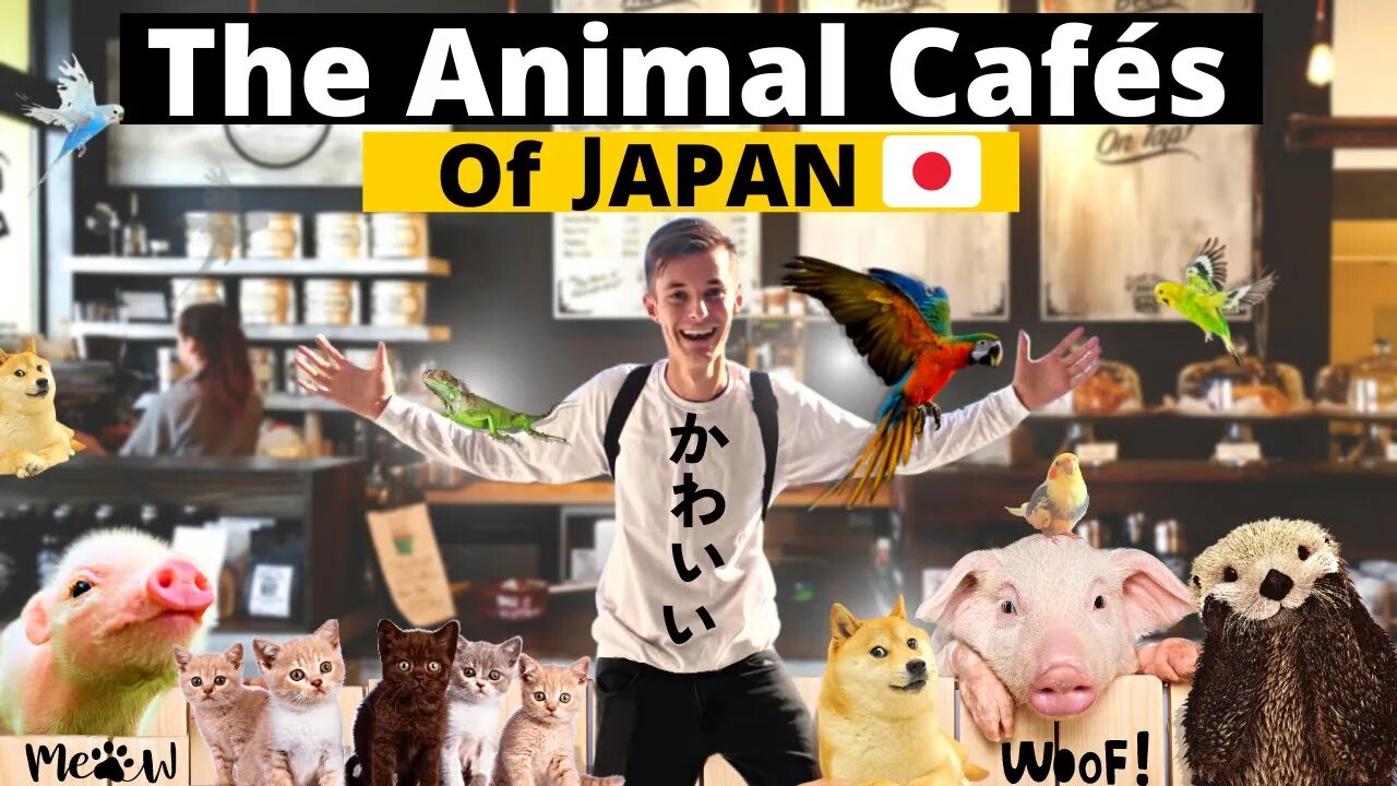 Exploring the Adorable World of Animal Cafes in Japan 🇯🇵