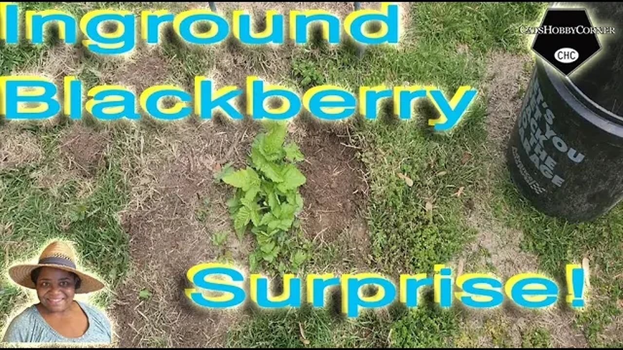 Inground #blackberryvine #surprise - #catshobbycorner