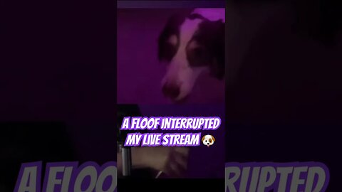 #doggo #livestreaming #retrogaming