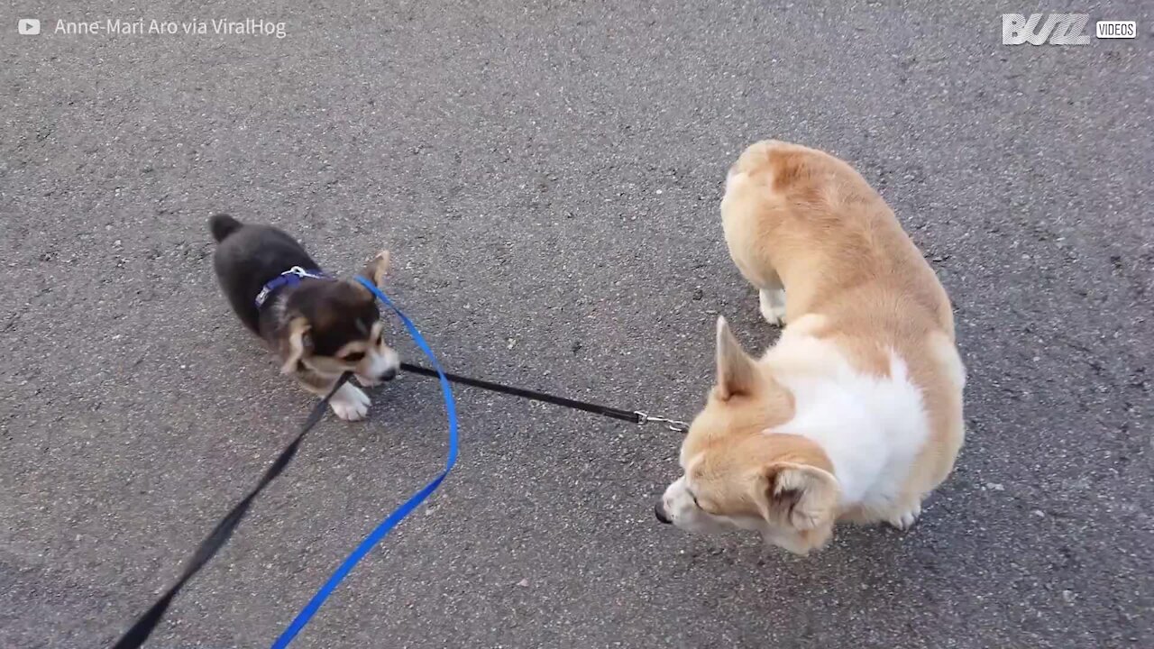 Cachorro não sabe lidar com o seu novo irmão!