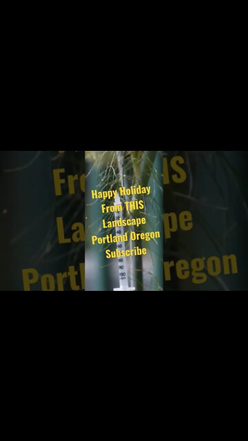 HAPPY HOLIDAYS Portland "It's Beginning to look a lot like Christmas"