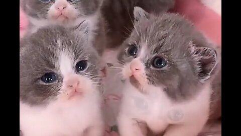 Cute kittens adorable cats lovely