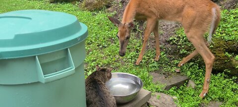 Cat won't let the deer drink any water