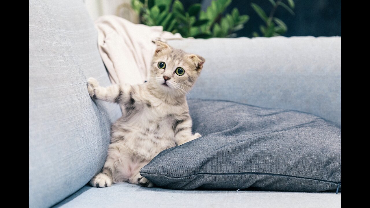 Little fawn gives a cat an adorable tongue bath <3