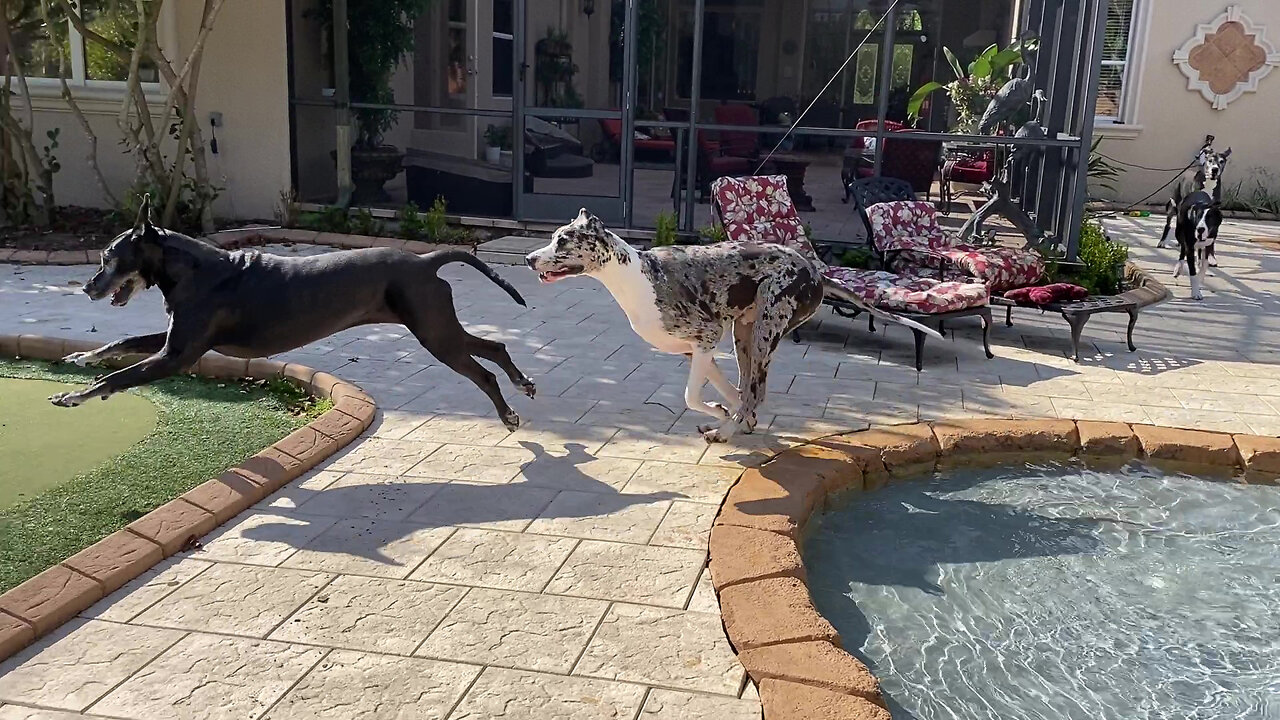 Four Funny Great Danes Run Squirrel Patrol Pool Zoomies