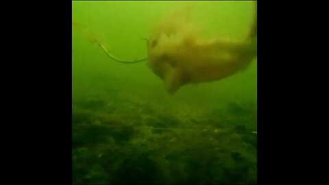 Spadefish rip at my bait