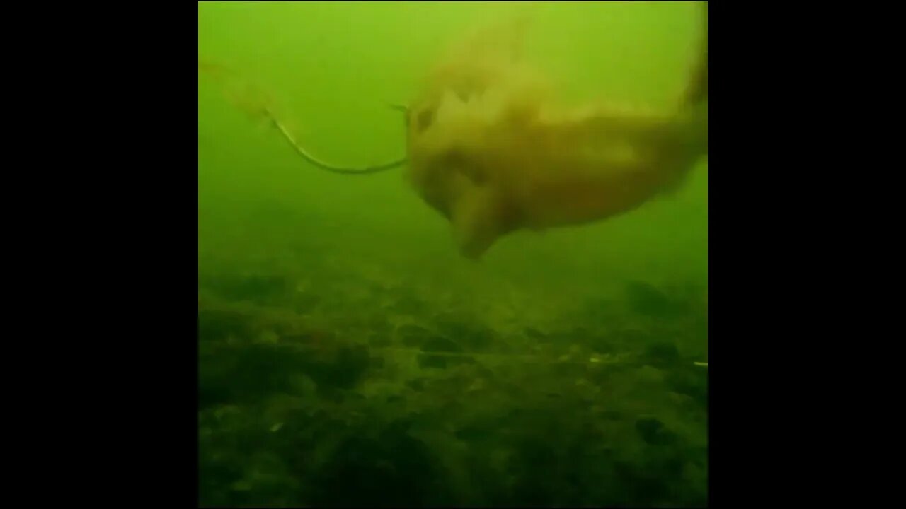 Spadefish rip at my bait