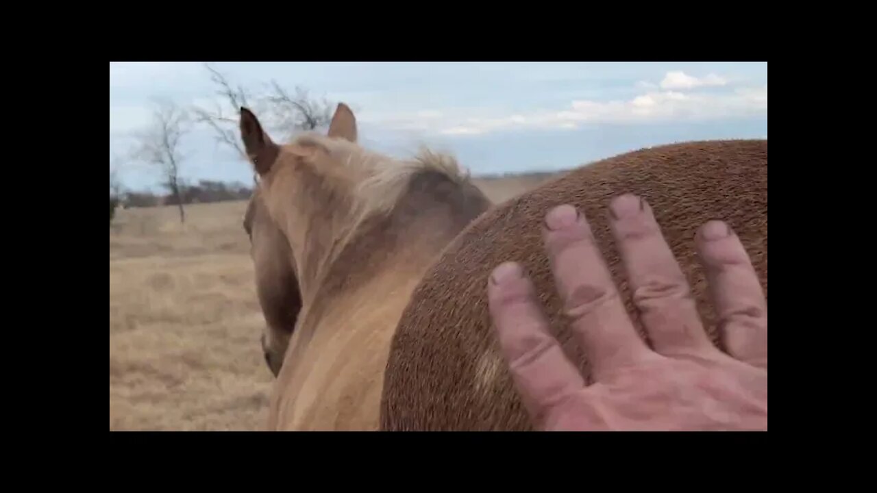 Is A Donkey Or Mule Smarter Than A Horse - Myth Busted?