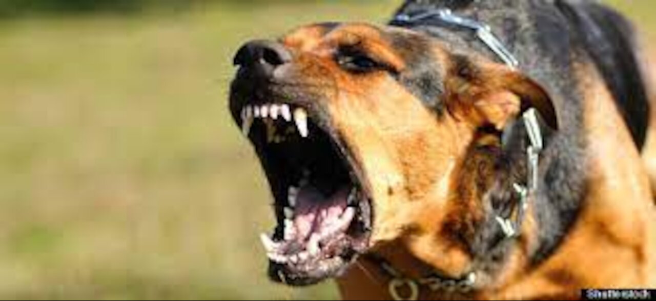 How To Make Dog Become Fully Aggressive With Few Simple tricks!