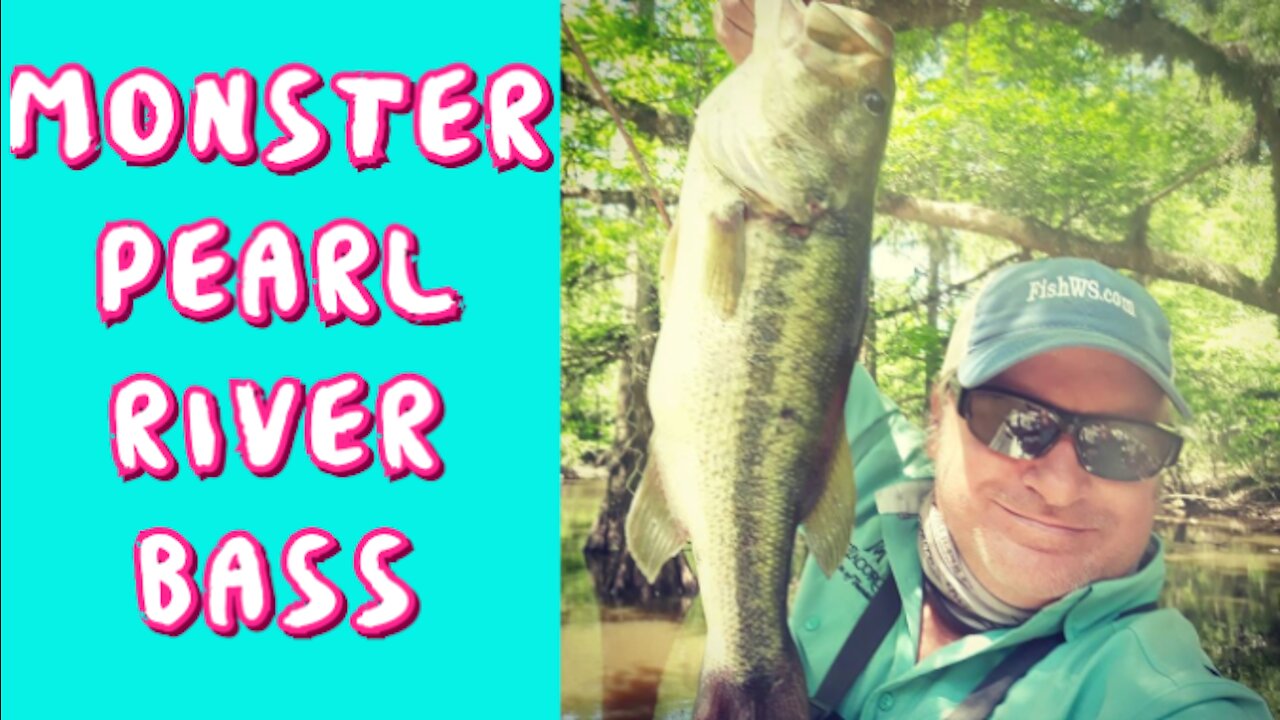 MONSTER BASS ON PEARL RIVER TOPWATER