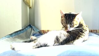 Sitting Cat Grooms Himself