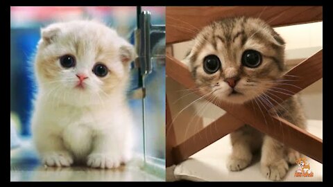 Cute cats, click Subscribe