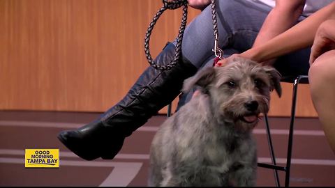 Nov. 11 Rescues in Action: Give Gia a great gift