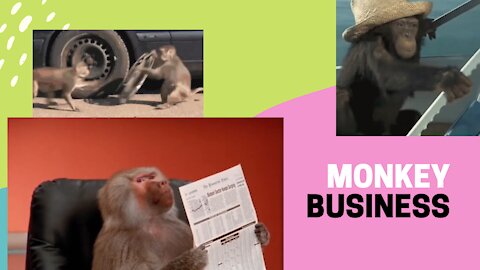 Monkey Business... Seriously Hilarious!!!