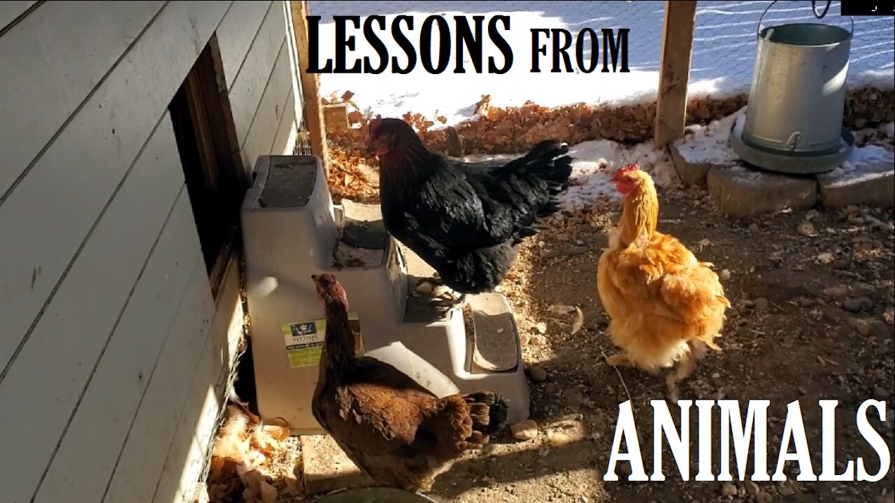 Lessons from Animals (Meet the Chickens)