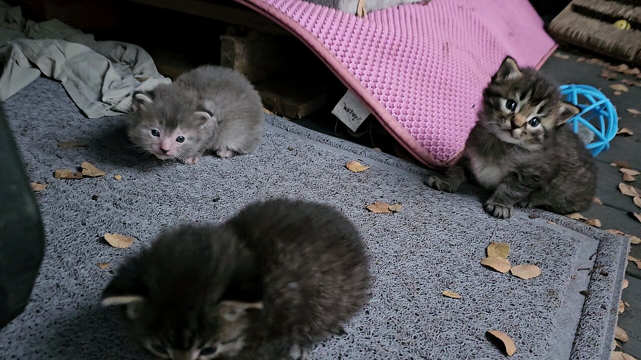 Kittens