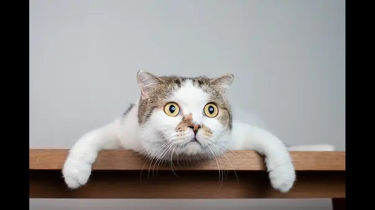 funny cat playing