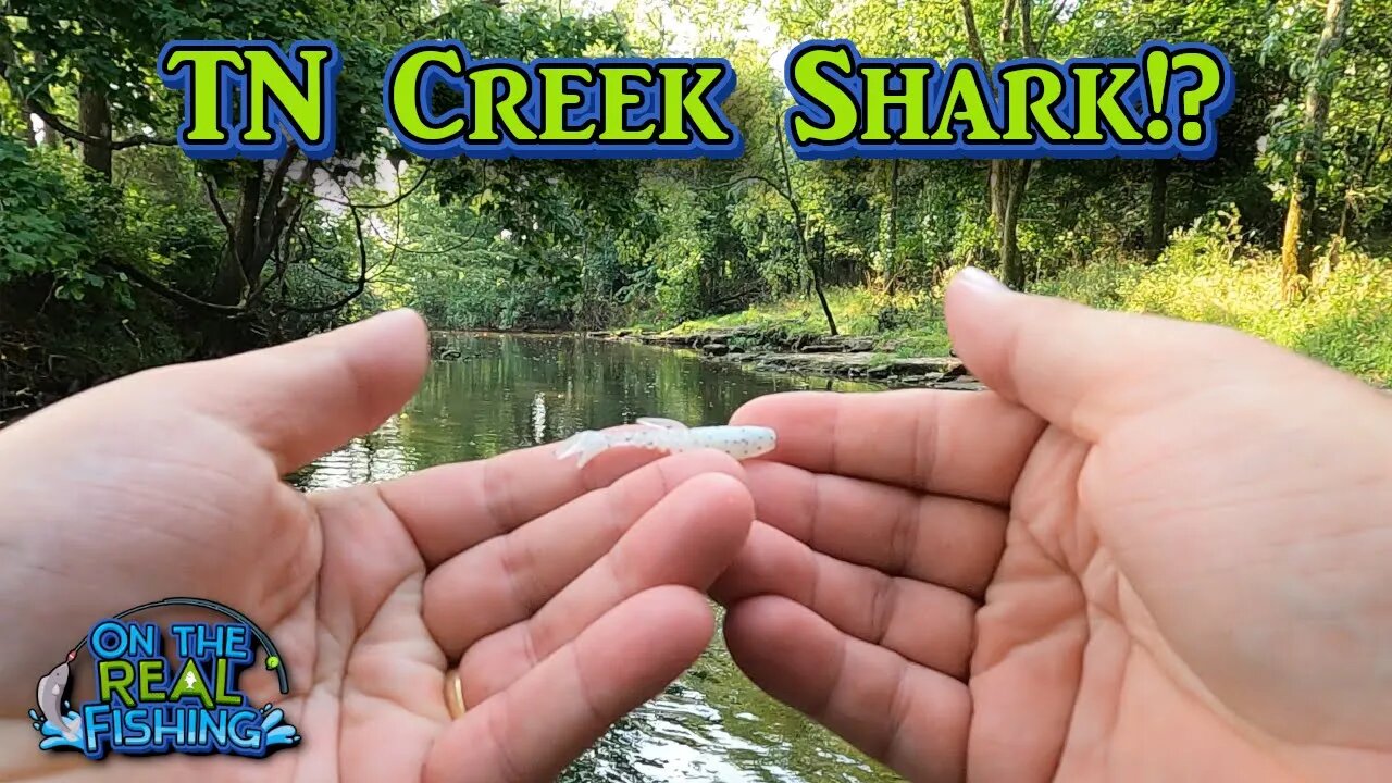 This Creek Shark had these Fish on FIRE!