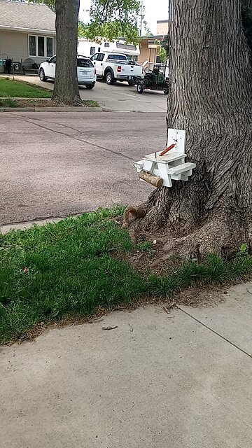 grandma narration of the squirrels life