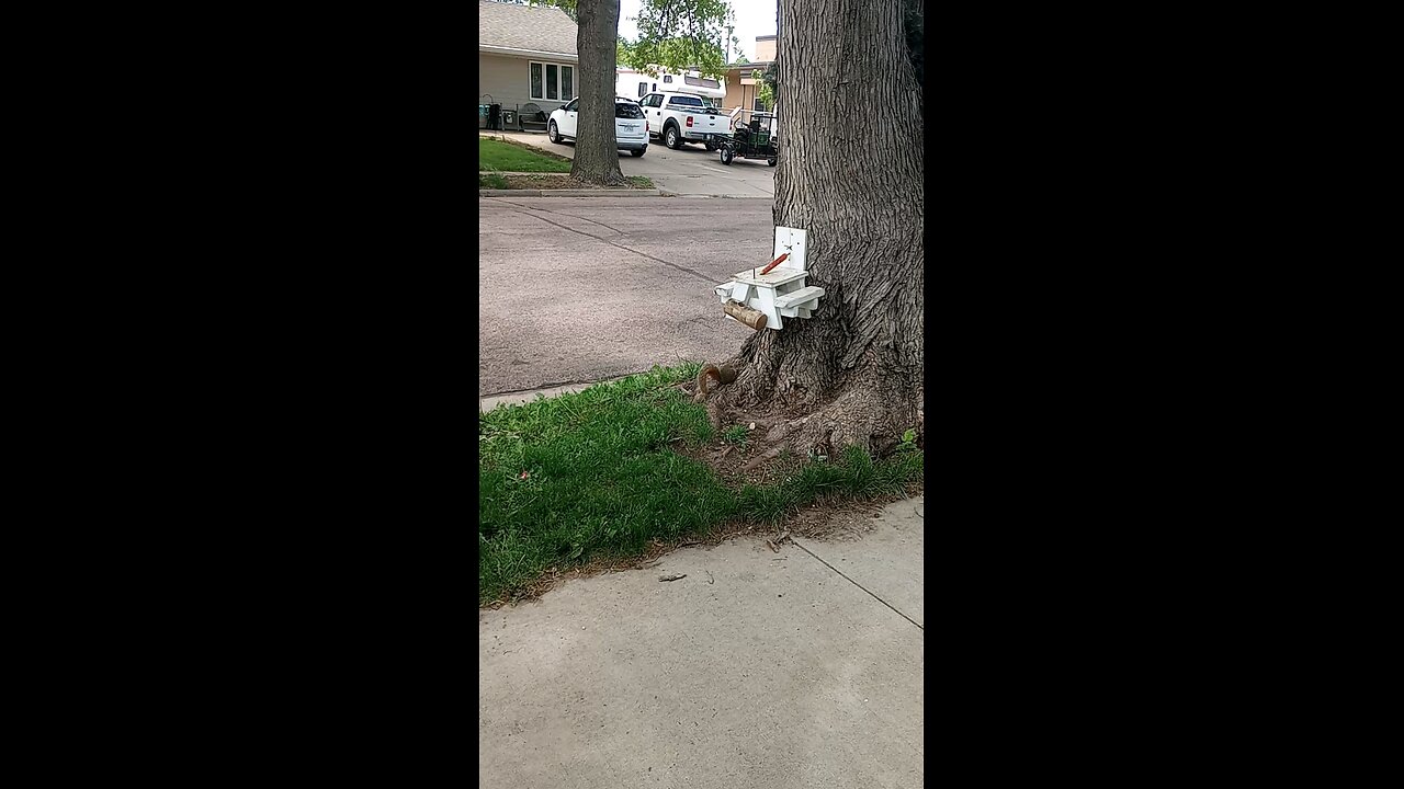 grandma narration of the squirrels life