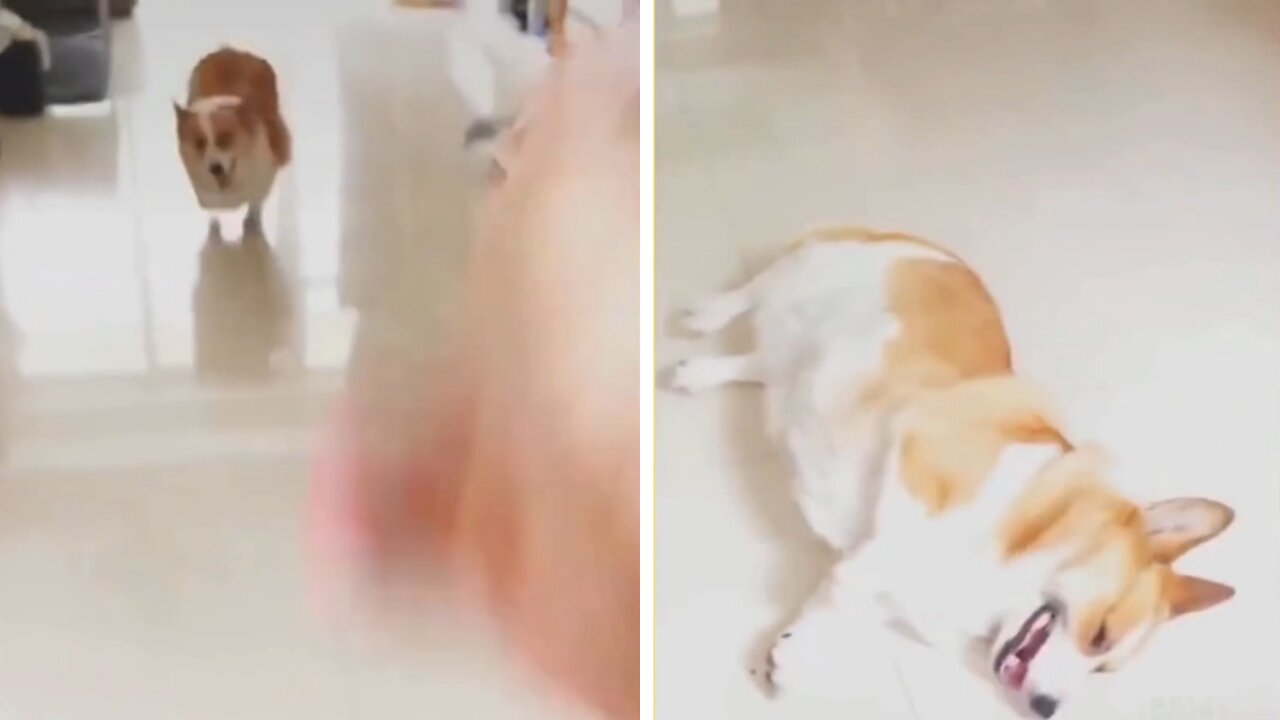 hillarious dog reaction