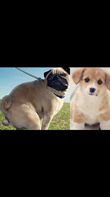 Awesome view of the dog toilet.