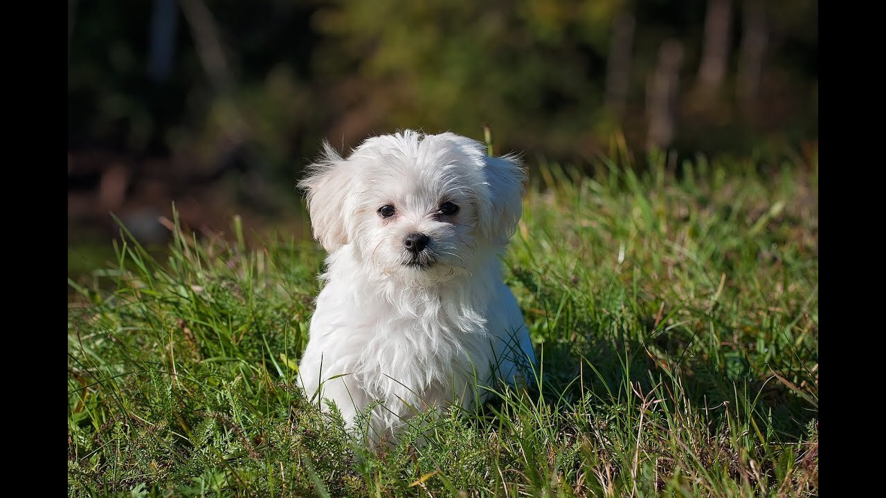 Cute puppies, Dog lovers.