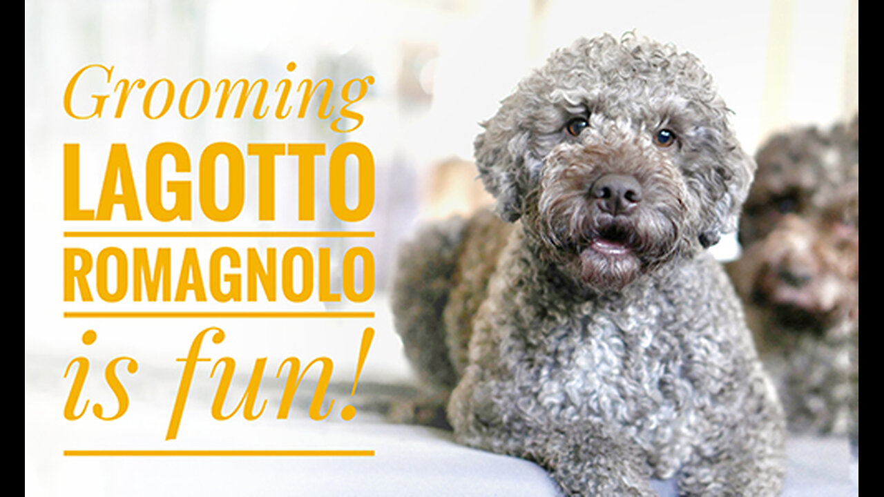 Grooming Lagotto Romagnolo is fun!