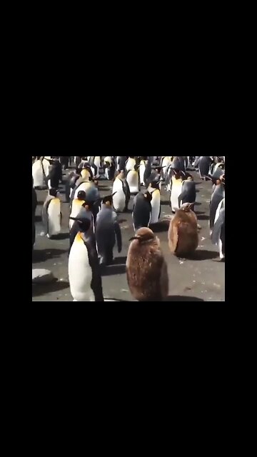 The outgoing friend encouraging their introvert friend 😁 #shorts #clips #shortsfeed #trendingnow