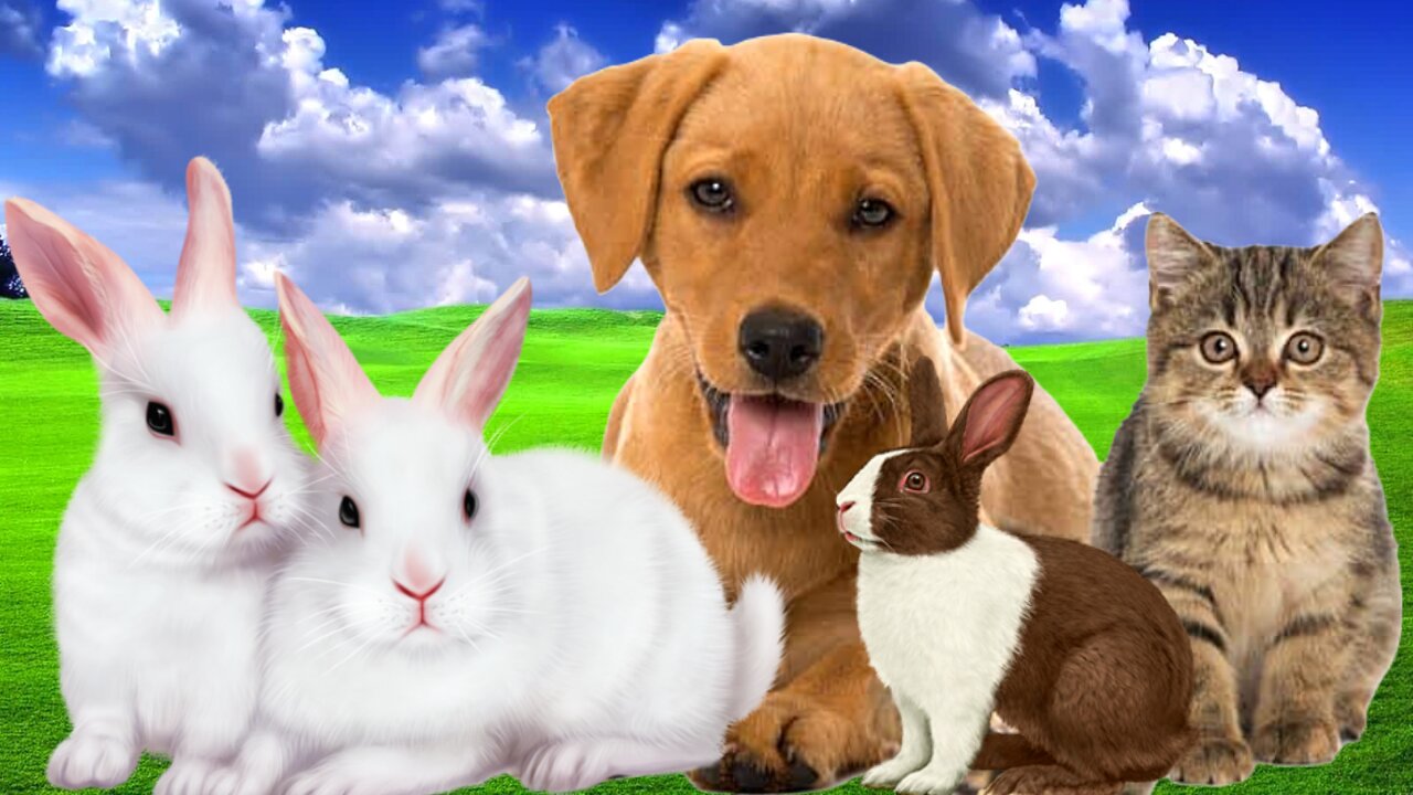 Animal sounds, Dog, Cat, Rabbit, Pets