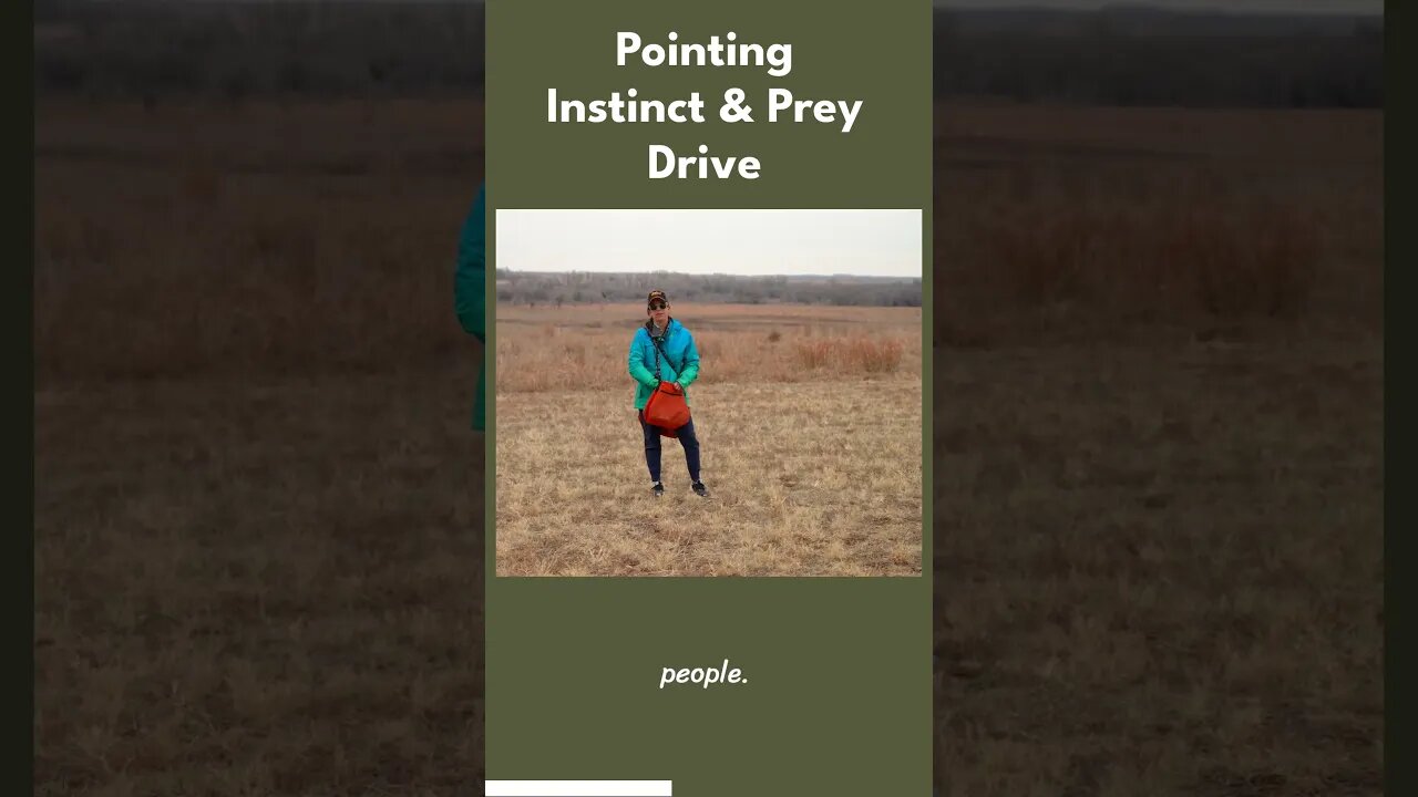Incredible Pointing Instinct & Prey Drive - Quality Genetics