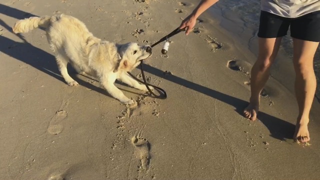 Golden Retriever hates using leash for walks