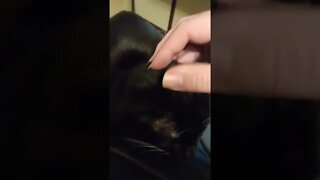 Kitty doesn't want to move #shorts #shortsvideo #shortsfeed