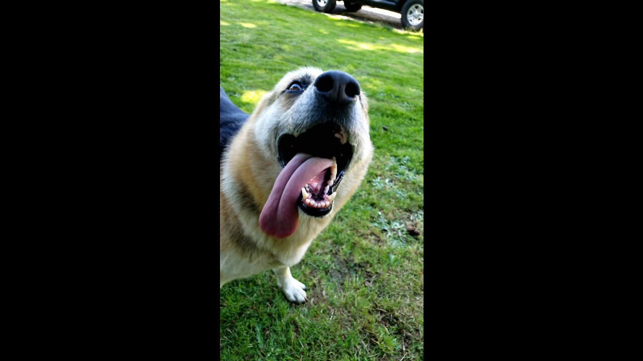 German Shepherd is Happy to see You!