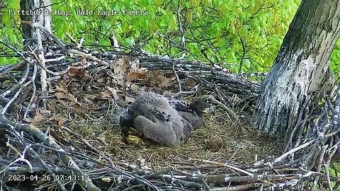 Hays Eagles H20 standing and self feed attempts 4.26.23 7:43am