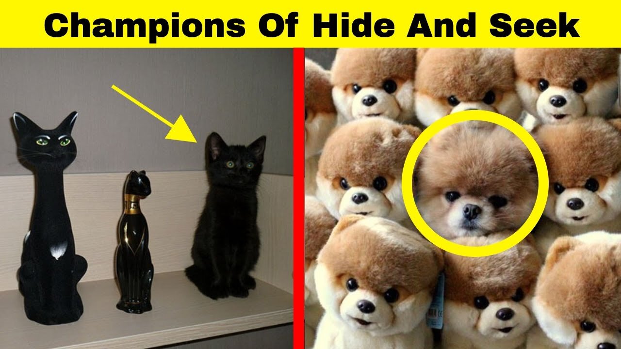 Hilarious Animals Who Are The Absolute Champions Of Hide And Seek